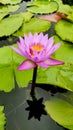 Pink lotus flower in the pond Royalty Free Stock Photo