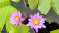 Pink lotus flowers in the pond Royalty Free Stock Photo