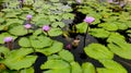 Pink lotus flowers in the pond Royalty Free Stock Photo