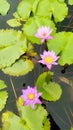 Pink lotus flowers in the pond Royalty Free Stock Photo