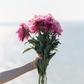 Beautiful blossoming pink peonies flowers on natural background. Summer, spring concepts. Beautiful nature background