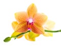 Beautiful blossoming pointed orange orchid is isolated on white Royalty Free Stock Photo