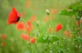 Beautiful blossoming poppies