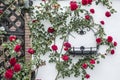 Beautiful blossoming rose bush climbing white wall surrounding black metal frame