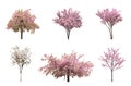 Beautiful blossoming sakura trees on white background, collage