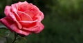 Beautiful blossoming scarlet pink rose on a dark background, free space for text