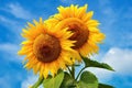 Beautiful blossoming sunflowers with blue sky in the background. Traditional concept for summer and flowers. Royalty Free Stock Photo