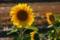 Flower Sunflowers. Blooming in farm - field with blue sky. Beautiful natural colored background Royalty Free Stock Photo