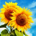 Beautiful blossoming sunflowers with blue sky in the background. Traditional concept for summer and flowers. Royalty Free Stock Photo