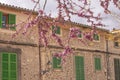 Beautiful blossoming tree in pink against old traditional stone house Valldemossa Mallorca Royalty Free Stock Photo
