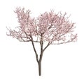 Beautiful blossoming tree with tender flowers