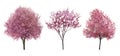 Beautiful blossoming trees on white background