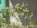 Beautiful blossoming white flowers tree on spring Royalty Free Stock Photo
