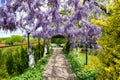 Blooming lilac wisteria on iron arches, fresh green plants, orange wall and yellow euonymus shrub.