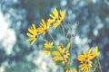 Beautiful blossoming yellow Jerusalem artichoke flower on a back Royalty Free Stock Photo