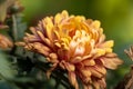 Beautiful Blossoming Yellow Marigold Isolated On blurred Background. Calendula Officinalis