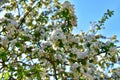 Beautiful blossoms of blooming apple tree in springtime. White and pink colors of flowers of apple tree in spring park Royalty Free Stock Photo