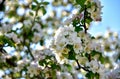 Beautiful blossoms of blooming apple tree in springtime. White and pink colors of flowers of apple tree in spring park Royalty Free Stock Photo