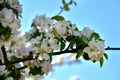 Beautiful blossoms of blooming apple tree in springtime. White and pink colors of flowers of apple tree in spring park Royalty Free Stock Photo