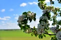 Beautiful blossoms of blooming apple tree in springtime. White and pink colors of flowers of apple tree in spring park Royalty Free Stock Photo