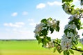 Beautiful blossoms of blooming apple tree in springtime. White and pink colors of flowers of apple tree in spring park Royalty Free Stock Photo