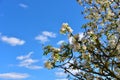 Beautiful blossoms of blooming apple tree in springtime. White and pink colors of flowers of apple tree in spring park Royalty Free Stock Photo