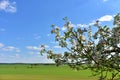 Beautiful blossoms of blooming apple tree in springtime. White and pink colors of flowers of apple tree in spring park Royalty Free Stock Photo