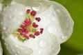 Beautiful blossoms close-up