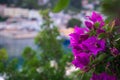 Beautiful blossoms decorating the seaside town of Patitiri, in Alonissos island, Greece