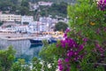 Beautiful blossoms decorating the seaside town of Patitiri, in Alonissos island, Greece