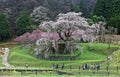 Beautiful blossoms of a huge cherry tree blooming in a foggy spring garden