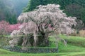 Beautiful blossoms of a huge cherry tree blooming in a foggy spring garden