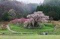 Beautiful blossoms of a huge cherry tree blooming in a foggy spring garden Royalty Free Stock Photo