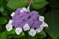 Beautiful blossoms of hydrangea aspera macrophylla