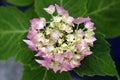 The beautiful blossoms of a pink hydrangea