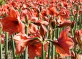 Beautiful blossoms of red Amaryllis flower