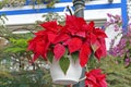 Beautiful blossoms of red christmasstar hanging in Puerto de Mogan, a nice destination on Gran Canaria which belongs to the canary