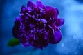 Beautiful blossoms of red and white peonies. In moonlight blue, on a mirror background Royalty Free Stock Photo