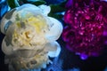 Beautiful blossoms of red and white peonies. In moonlight blue, on a mirror background Royalty Free Stock Photo