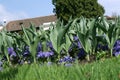 A beautiful blue african violets between tulipa in the garden Royalty Free Stock Photo