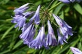 Blue Alium