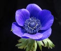 Beautiful blue anemone flower on black background - close up