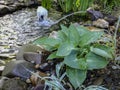 Beautiful Blue Angel Hosta Funkia with a lush leaf grows near a garden pond. Blue Hosta leaves on blurred background