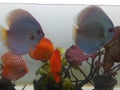 Beautiful blue angel tropical discus fish in aquarium Royalty Free Stock Photo