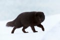 Beautiful blue arctic fox Alopex lagopus in the snow. Royalty Free Stock Photo