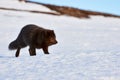 Beautiful blue arctic fox Alopex lagopus in the snow. Royalty Free Stock Photo