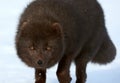 Beautiful blue arctic fox Alopex lagopus in the snow. Royalty Free Stock Photo