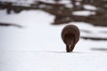 Beautiful blue arctic fox Alopex lagopus in the snow Royalty Free Stock Photo