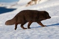 Beautiful blue arctic fox Alopex lagopus in the snow Royalty Free Stock Photo