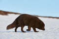 Beautiful blue arctic fox Alopex lagopus in the snow Royalty Free Stock Photo